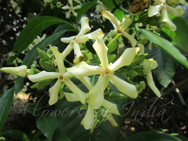 Small-Fruit Wild Frangipani